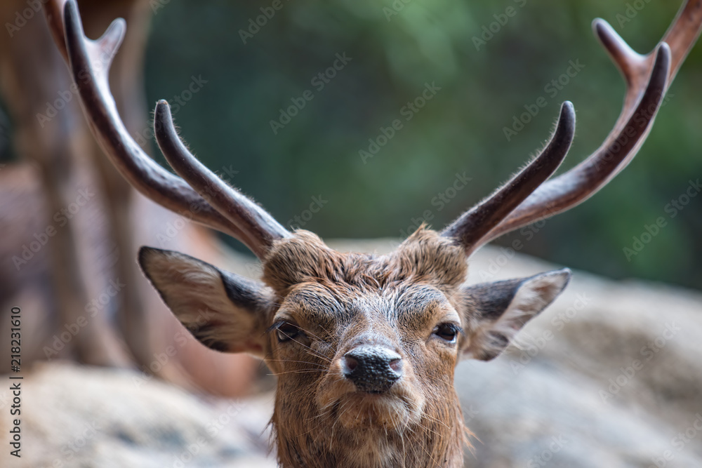 日本鹿のアップ 角の堂々たる雄鹿の表情 Stock 写真 Adobe Stock