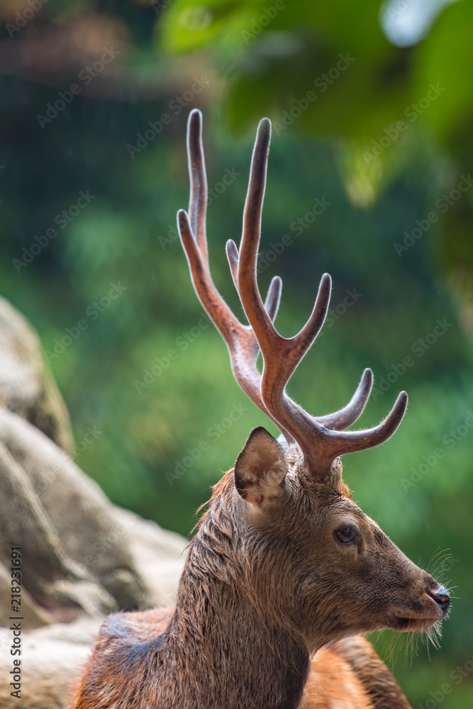 Foto Stock 日本鹿のアップ 角の堂々たる雄鹿の表情 Adobe Stock