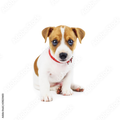 Jack russel puppy isolated on white. Animal photography