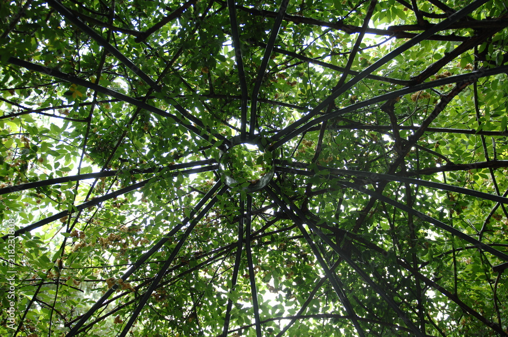 Obraz premium ローズガーデンと庭の薔薇