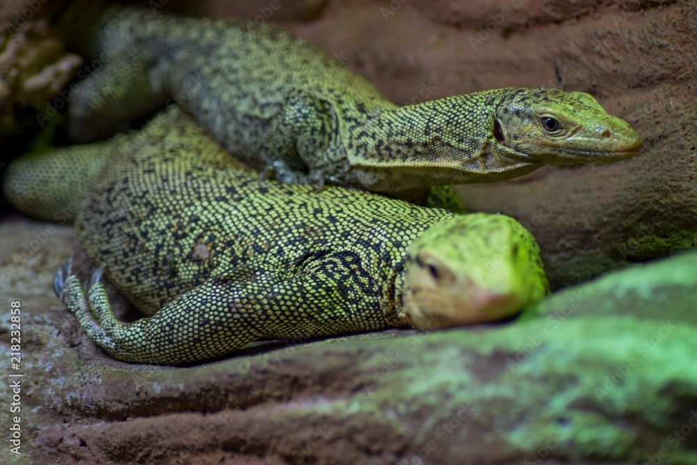 Varan Emerald (Laranus prasinus) is a medium-sized tree lizard living ...