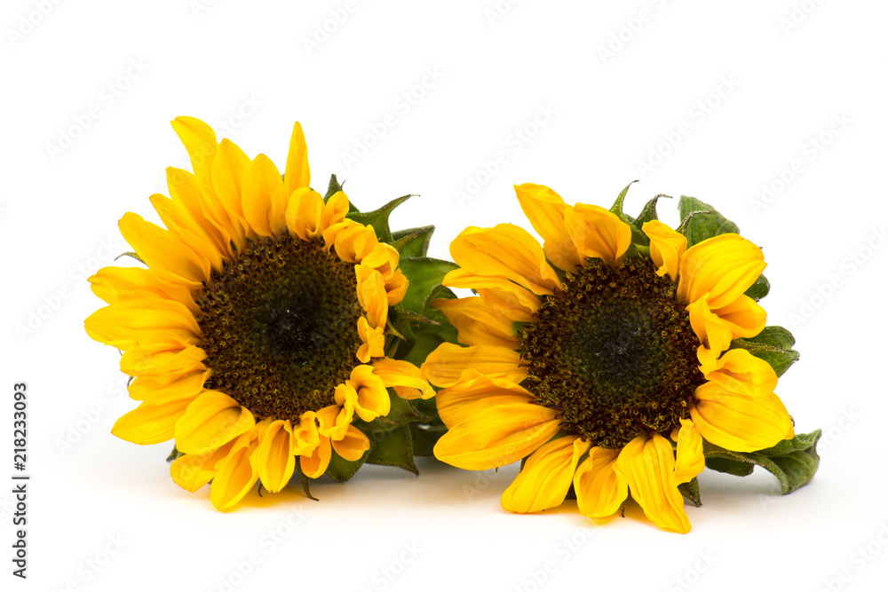 Obraz premium sunflowers on white background (Helianthus)