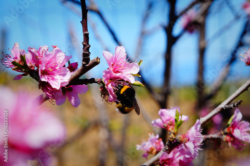 Big Bee on peach flowers.