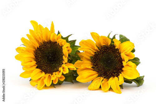 Fototapeta Naklejka Na Ścianę i Meble -  sunflowers on white background (Helianthus)