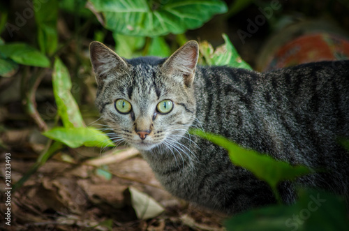 Wallpaper Mural Beautiful birds of Brazil Torontodigital.ca