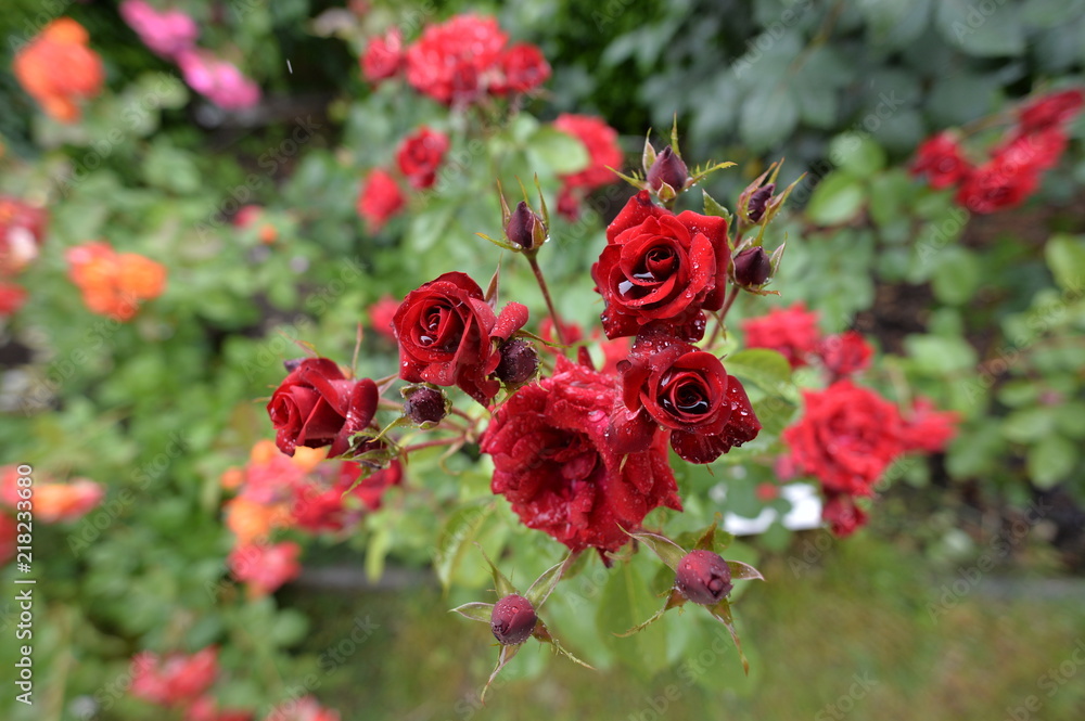 ローズガーデンと薔薇 ローズガーデンと薔薇