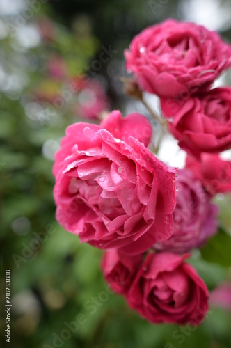 ローズガーデンと庭の薔薇 © ohashi