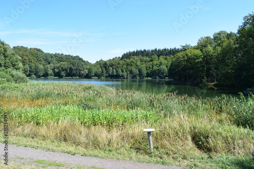 Schilfgürtel des Holzmaar, Gillenfeld in der Eifel photo