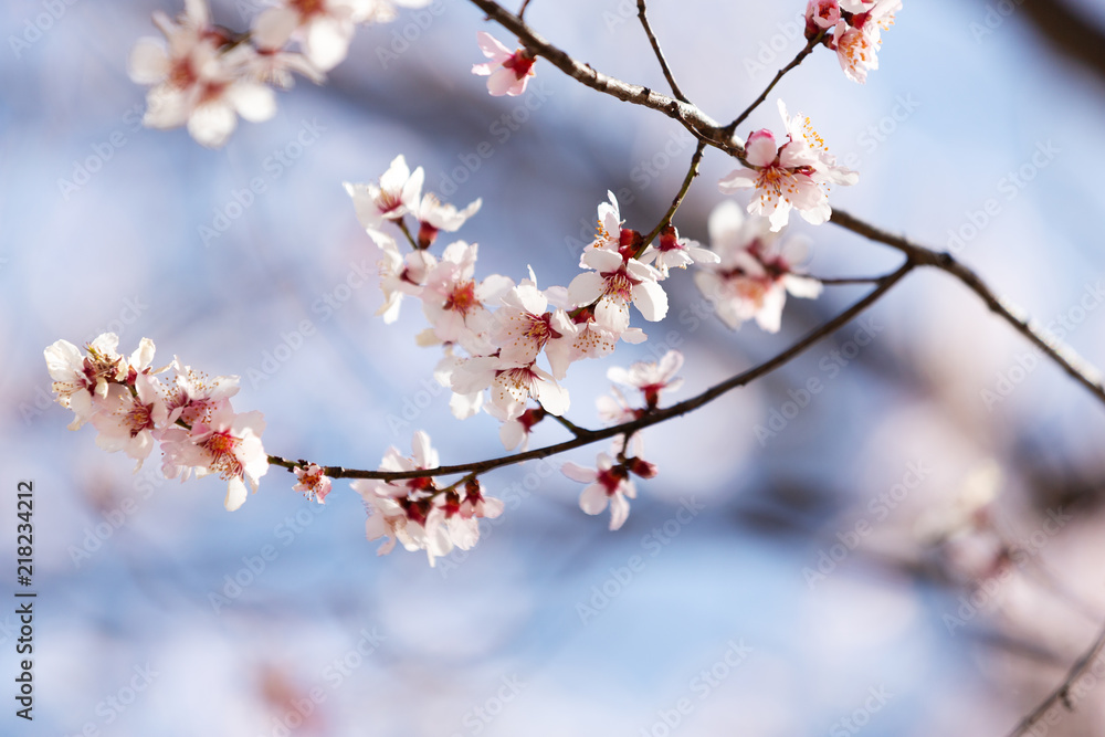 peach blossom in tibet peach blossom in tibet
