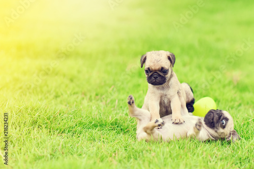 Cute puppy brown Pugs playing together in garden 