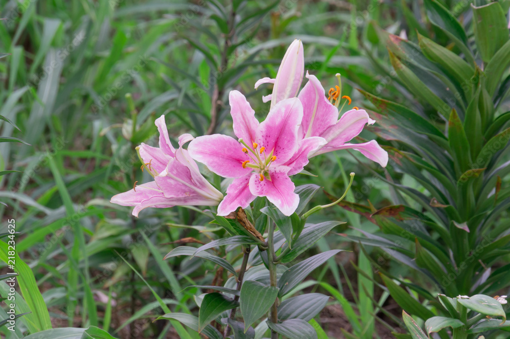 Beautiful flowers of lilies of different colors.,Osaka,japan. Beautiful flowers of lilies of different colors.,Osaka,japan.