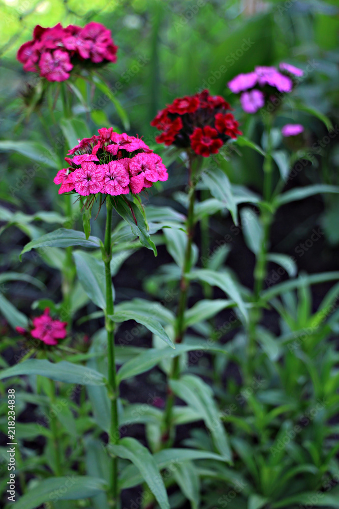 Flower Flower