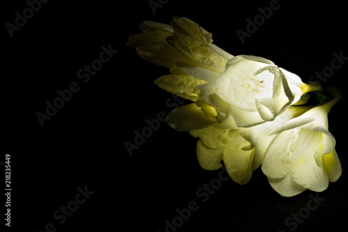 White Freesia in black Background.