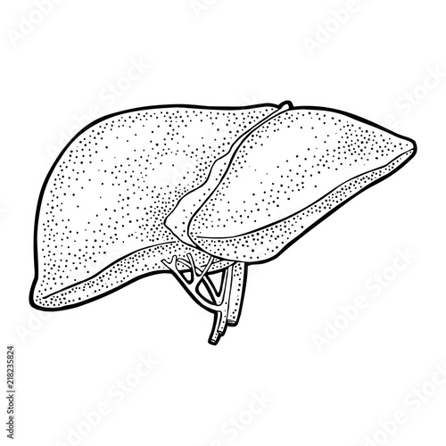 Human anatomy liver. Vector black vintage engraving illustration
