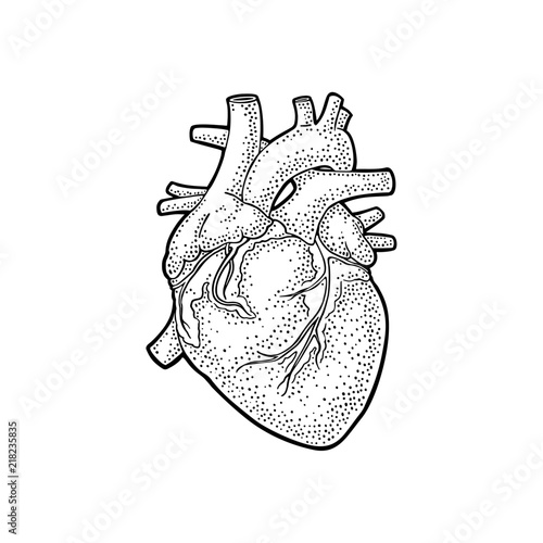 Human anatomy heart. Vector black vintage engraving illustration