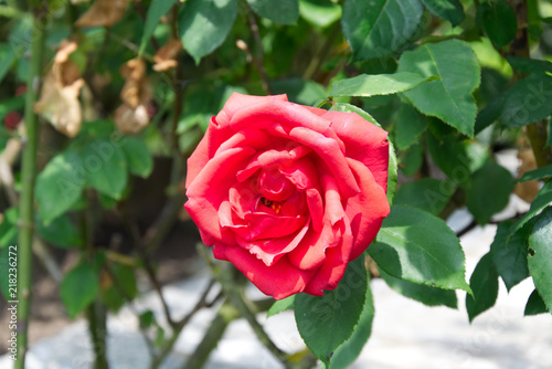 Close-up of a red rose blooming on the bush - Garden flowers in the summer