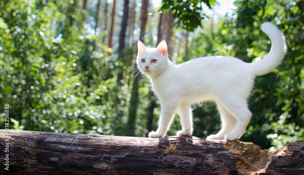 Obraz premium White cat for a walk in a beautiful summer forest.