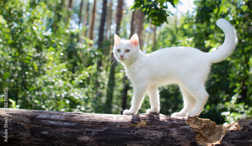 White cat for a walk in a beautiful summer forest.
