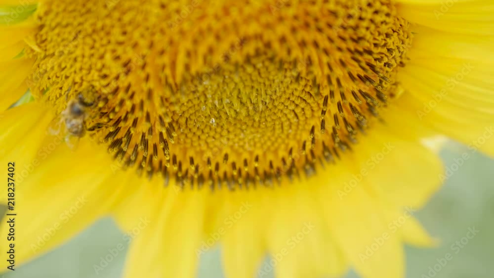 bee collects pollen on sunflower to create honey bee collects pollen on sunflower to create honey