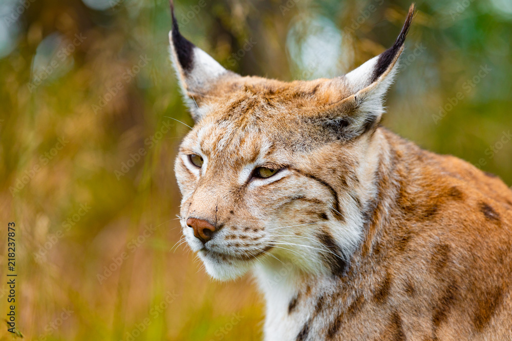 Fototapeta premium Close-up of eurasian lynx hunting in forest at summer