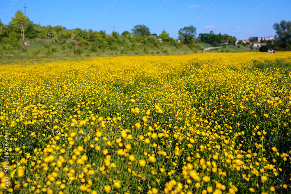 Summer landscape with textured sky and grazing herd of cows on the field, overgrown with yellow flowers. Background. Summer landscape with textured sky and grazing herd of cows on the field, overgrown with yellow flowers. Background.