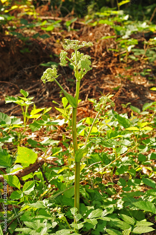 wild angelica plant with opening blossoms wild angelica plant with opening blossoms