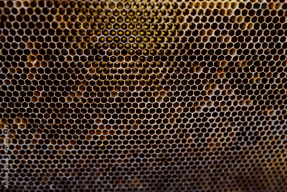 Background texture and pattern of a section of wax honeycomb from a bee hive filled with golden honey in a full frame view