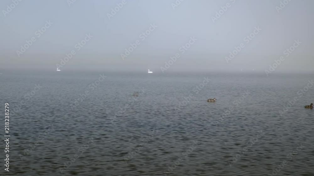 Swans and ducks floating on Icelandic pond, thick morning fog.mov Swans and ducks floating on Icelandic pond, thick morning fog.mov