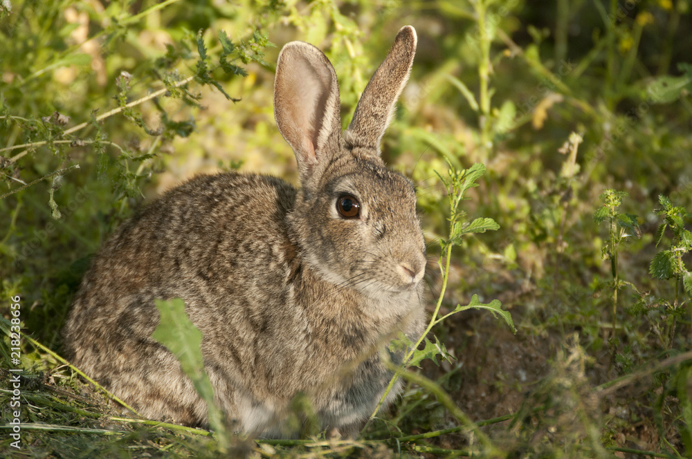 Rabbit portrait in the natural habitat, life in the meadow. European rabbit, Oryctolagus cuniculus Rabbit portrait in the natural habitat, life in the meadow. European rabbit, Oryctolagus cuniculus