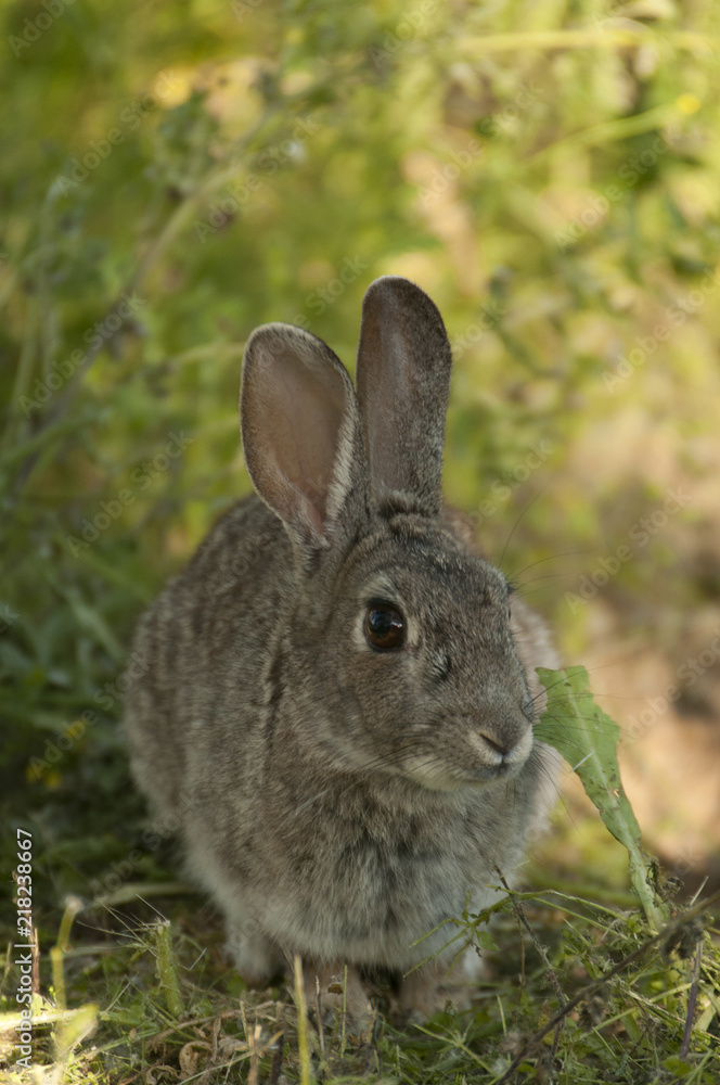 Rabbit portrait in the natural habitat, life in the meadow. European rabbit, Oryctolagus cuniculus Rabbit portrait in the natural habitat, life in the meadow. European rabbit, Oryctolagus cuniculus