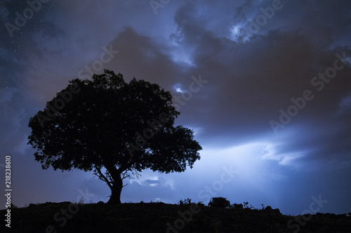 Night landscape, oak, stars, clouds, silhouette