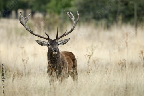 Red deer  Cervus elaphus  Wild