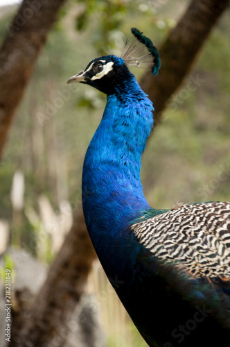 Wallpaper Mural Peacock Torontodigital.ca