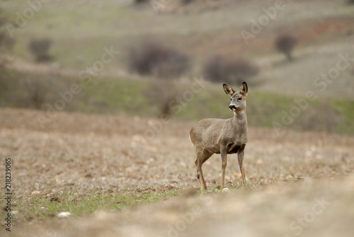 Fototapeta Naklejka Na Ścianę i Meble -  Roe deer, Capreolus capreolus