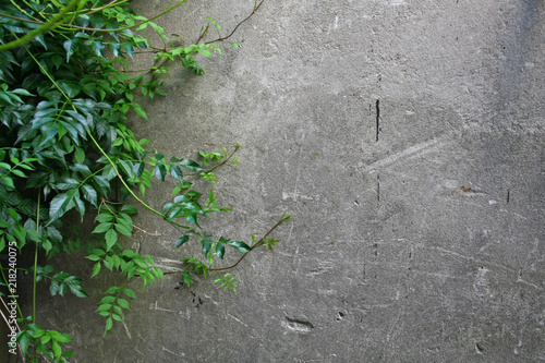 Fototapeta ściana i wijąca roślina