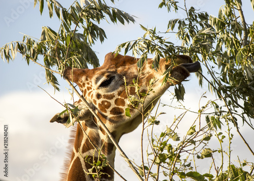 Photography Giraffe eating leaves from a tree