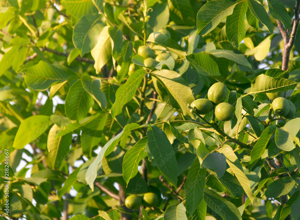 fruits of a walnut on a tree in the rays of sunlight sunset fruits of a walnut on a tree in the rays of sunlight sunset