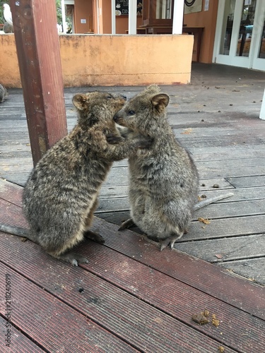 Quokkas at rottnest island