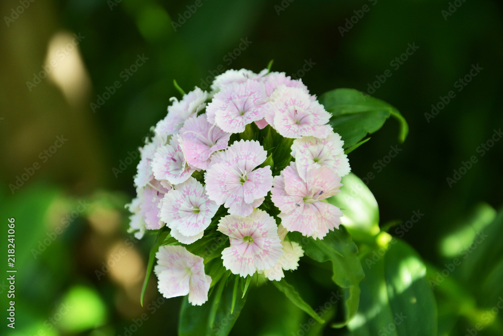 garden carnation, carnation, clove, pink, flower, pink, nature, garden, blossom, green, spring, flowers, plant, summer, purple, beauty, bloom, flora, blooming, white, floral, tree, petal, beautiful garden carnation, carnation, clove, pink, flower, pink, nature, garden, blossom, green, spring, flowers, plant, summer, purple, beauty, bloom, flora, blooming, white, floral, tree, petal, beautiful