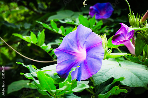 Purple Morning Glory (Ipomoea purpurea) in garden