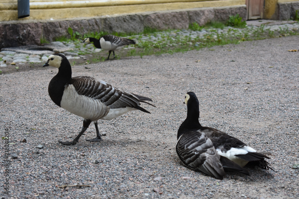 Barnacle geese doing their own things Barnacle geese doing their own things