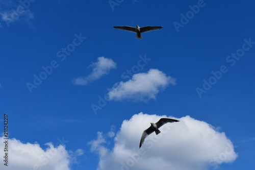 Flying gulls under a blue sky