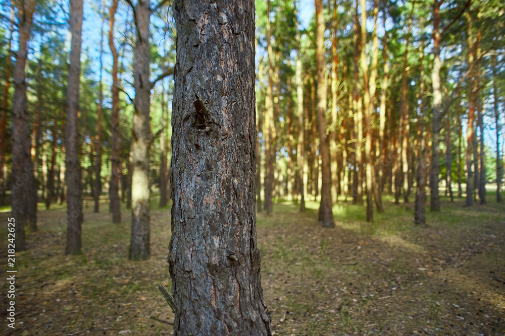 pine stands in front of forest pine stands in front of forest