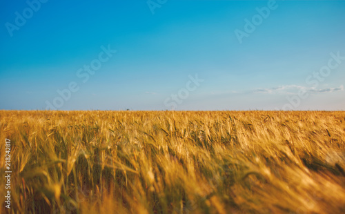 Obraz na plátne wheat filed close up