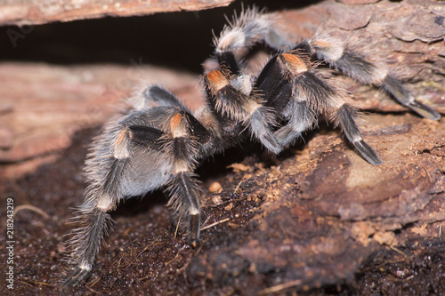 spider brachypelma smithi, age one year