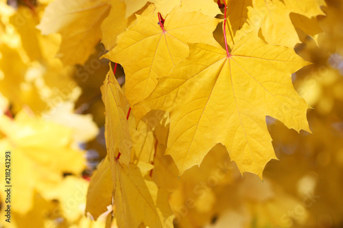 Wallpaper Mural Fall leaves Torontodigital.ca