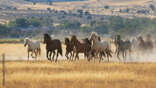 Wild Horses Running © natureguy
