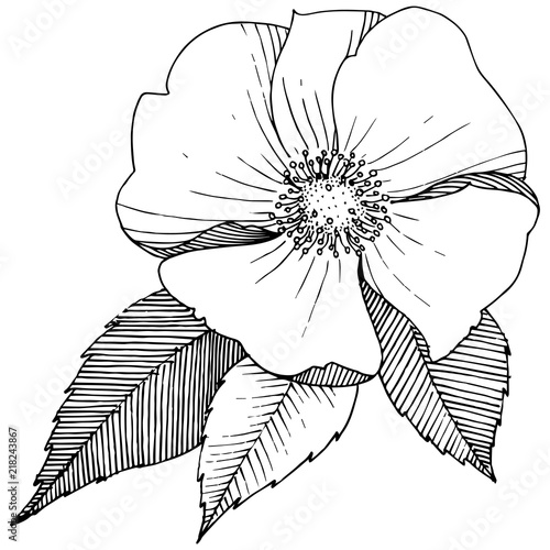 Wild rose in a vector style isolated. Full name of the plant: rose. Vector flower for background, texture, wrapper pattern, frame or border.