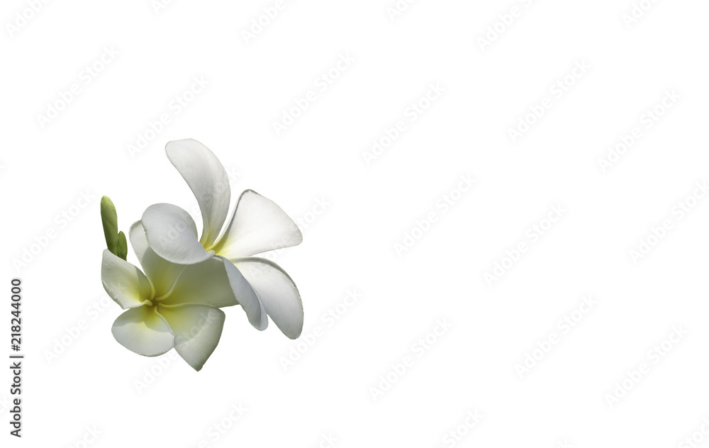 bouquet white plumeria with clip path