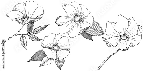 Wild rose in a vector style isolated. Full name of the plant: rose. Vector flower for background, texture, wrapper pattern, frame or border.